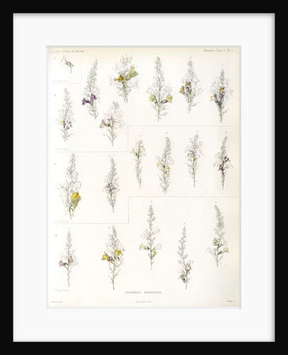 Toadflax hybrids by Debray