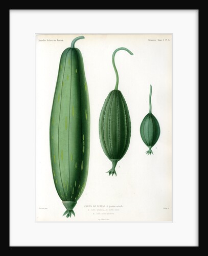 Luffas and luffa hybrid by Debray