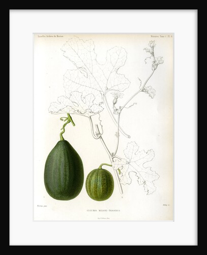 Cucumis hybrids by Debray