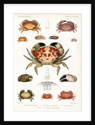 Crabs by Alois Humbert