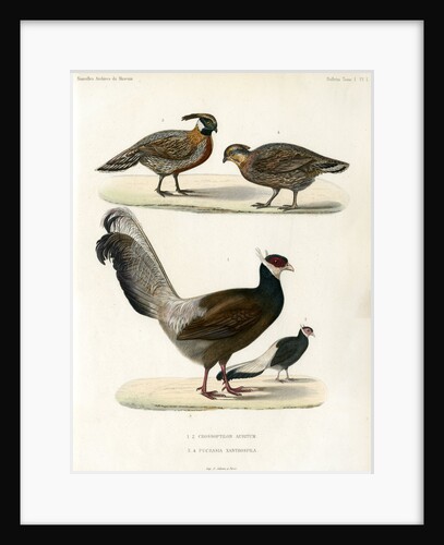 Blue eared pheasant and Koklass pheasant by Unknown