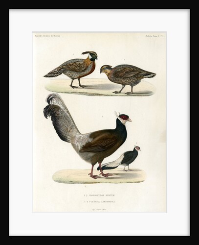 Blue eared pheasant and Koklass pheasant by unknown
