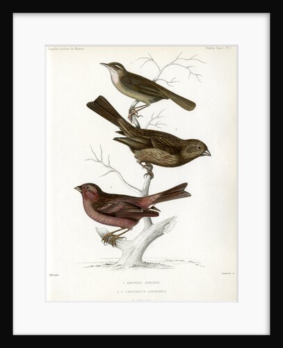 Yellow-streaked warbler and Chinese beautiful rosefinch by Christophe Annedouche