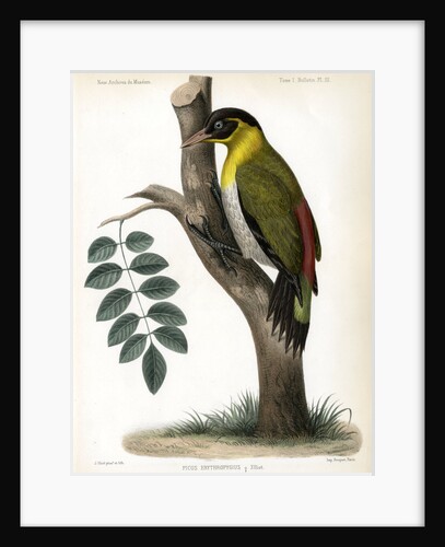 Black-headed woodpecker by J Huet