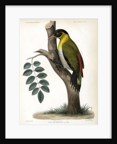 Black-headed woodpecker by J Huet