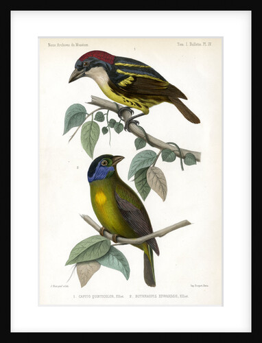 Five-coloured barbet and Moss-backed tanager by J Huet