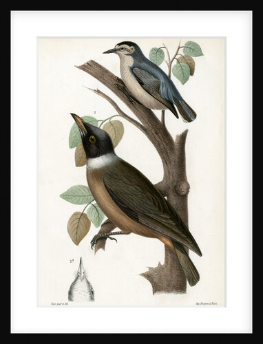 Snowy-browed nuthatch and Vanga by J Huet