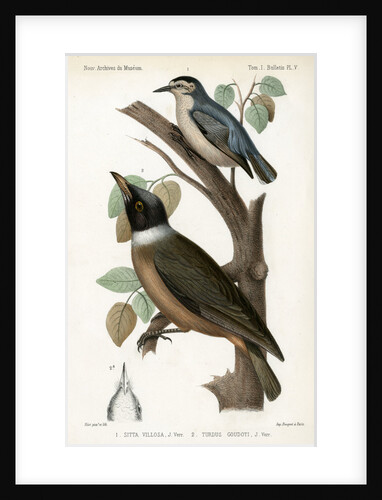 Snowy-browed nuthatch and Vanga by J Huet