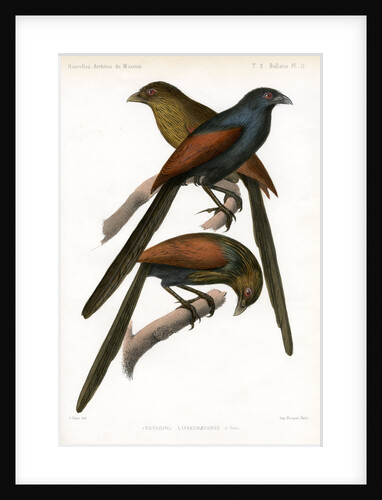 Malagasy coucal by J Huet