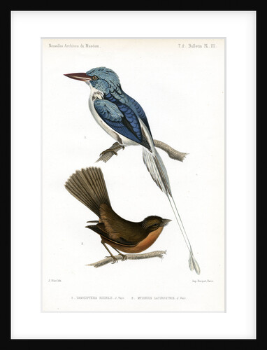 Biak paradise kingfisher and Lesser Antillean pewee by J Huet