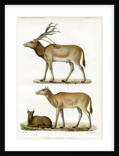 Père David's deer by J Huet