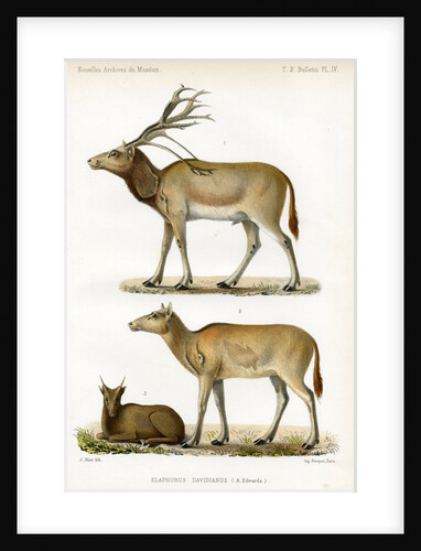 Père David's deer by J Huet