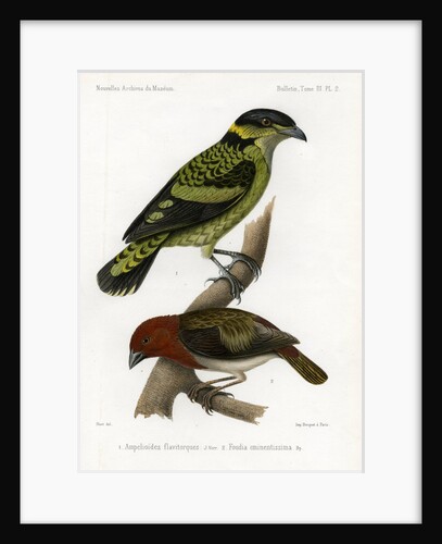 Scaled fruiteater and Red-headed fody by J Huet