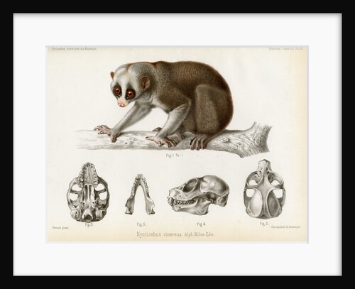 Bengal slow lorus by Marie Firmin Bocourt