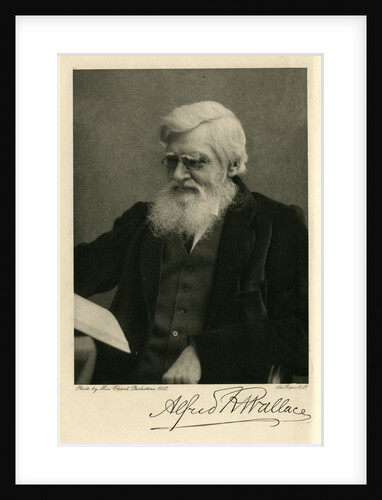 Portrait of Alfred Russel Wallace by Art Reproduction Company
