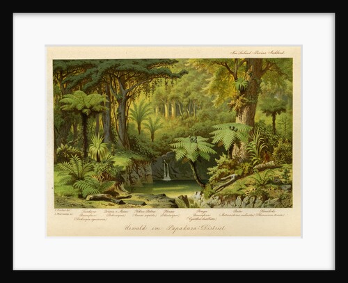 Forest in Papakura, New Zealand by Arnold Meermann