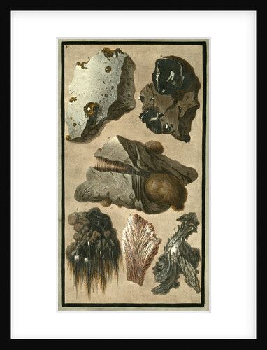Rock specimens by Pietro Fabris