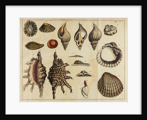 Shell specimens by Peter Brown