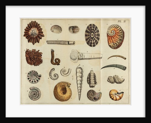 Shell specimens by Peter Brown