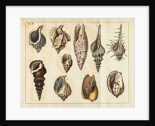 Shell specimens by Peter Brown