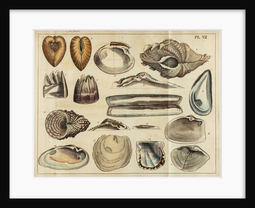Shell specimens by Peter Brown