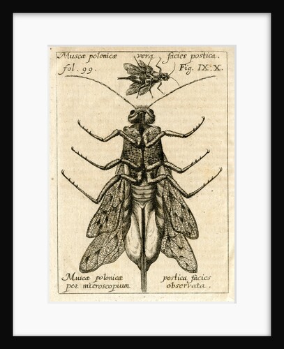 Muscae polonicae' by Unknown