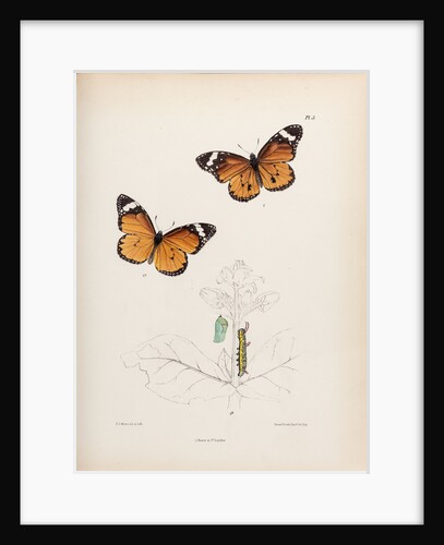 Plain tiger butterfly by Frederic C Moore