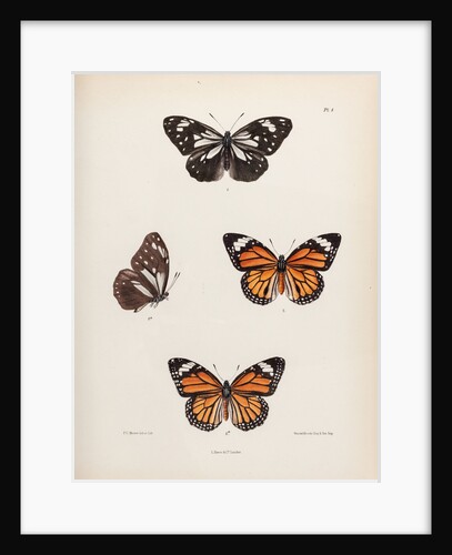 Tiger buttergly by Frederic C Moore