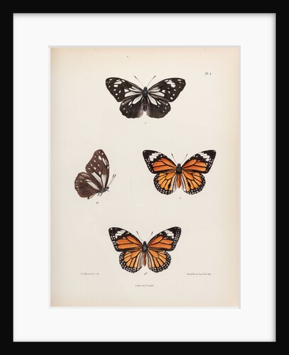 Tiger butterfly by Frederic C Moore