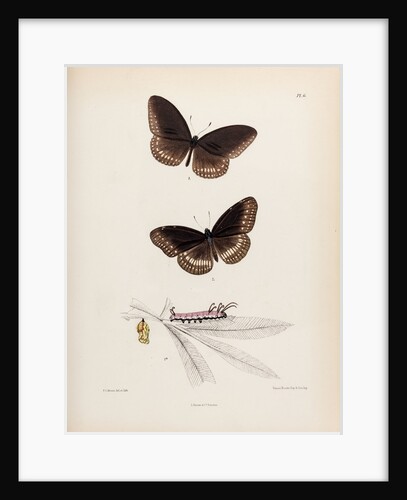 Double-branded crow butterfly by Frederic C Moore