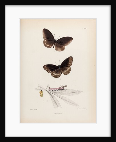 Double-branded crow butterfly by Frederic C Moore