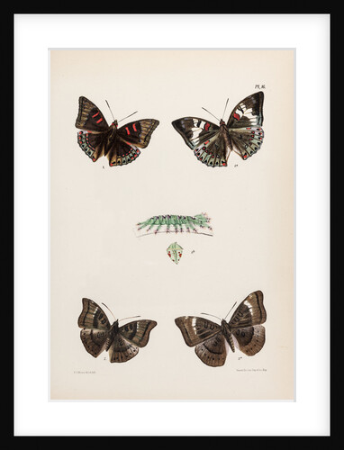 Baron butterflies by Frederic C Moore