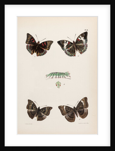 Baron butterflies by Frederic C Moore
