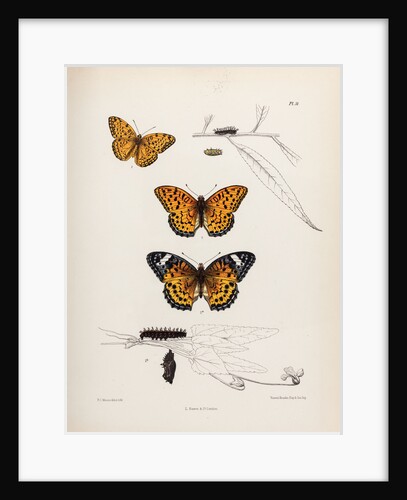 Butterflies and caterpillars by Frederic C Moore