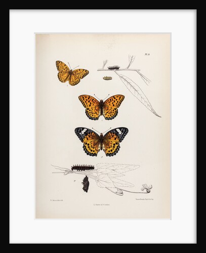 Butterflies and caterpillars by Frederic C Moore