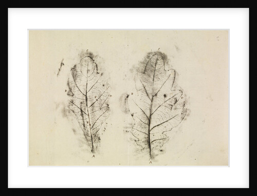 Oak leaves by Antoni van Leeuwenhoek