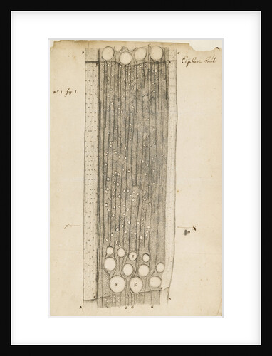 Oak wood section by Antoni van Leeuwenhoek