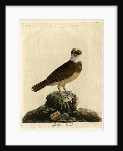 Spectacle owl' by John Latham