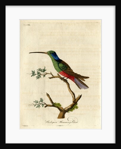 ‘Harlequin humming-bird’ by John Latham