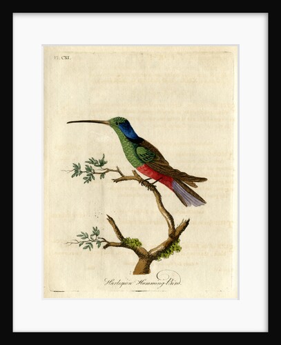‘Harlequin humming-bird’ by John Latham