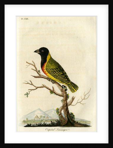 ‘Capital tanager’ by John Latham