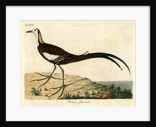 ‘Chinese jacana’ by John Latham
