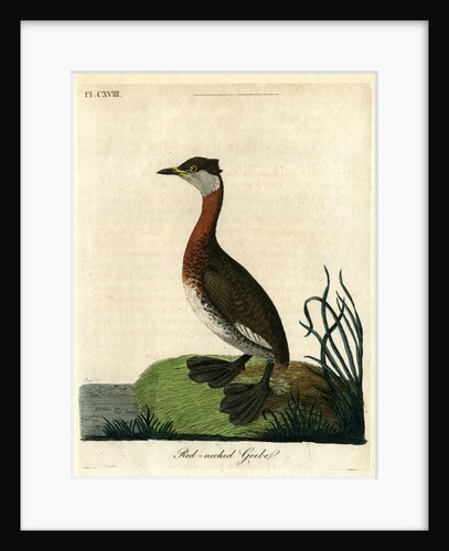 ‘Red-necked grebe’ by John Latham