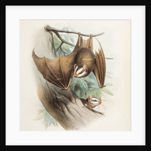 Salvin's big-eyed bat by Joseph Smit