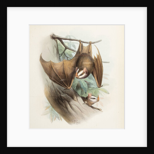Salvin's big-eyed bat by Joseph Smit