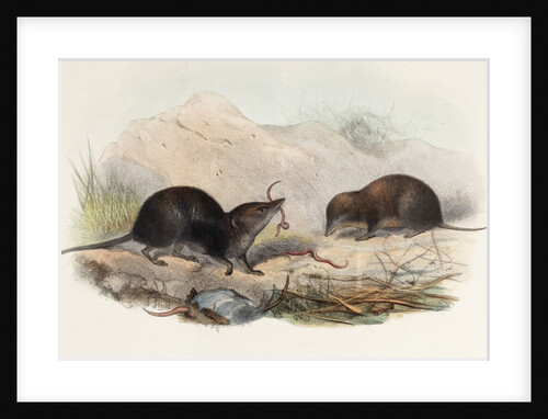 Shrews by Joseph Smit