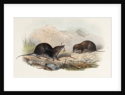Shrews by Joseph Smit