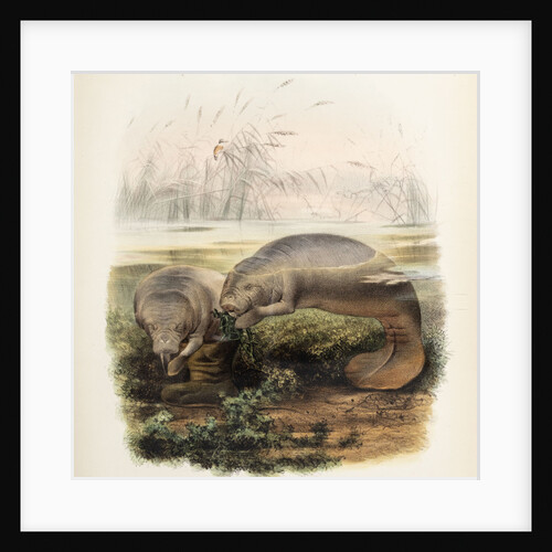 Manatees by Joseph Smit