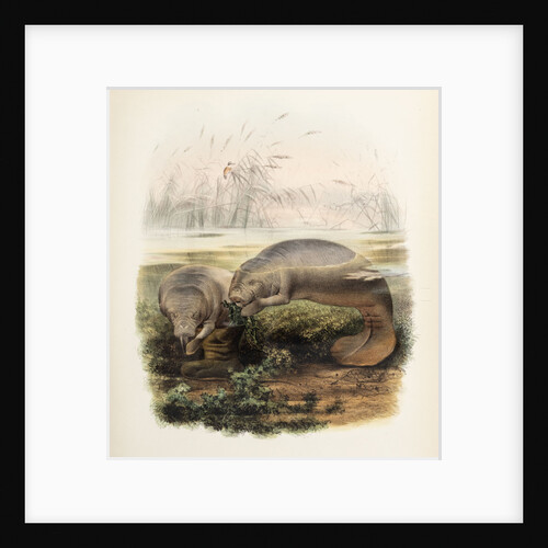 Manatees by Joseph Smit
