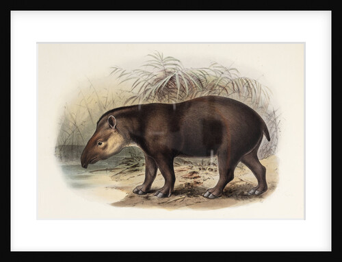 Tapir by Johannes Gerardus Keulemans